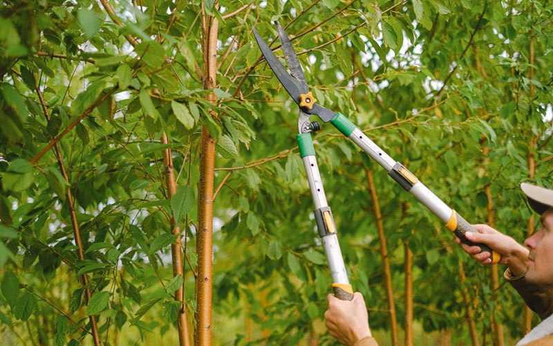 Tree trimming in Seanor, PA